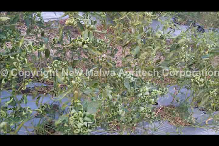 herbal npop certified viricide for plants in india